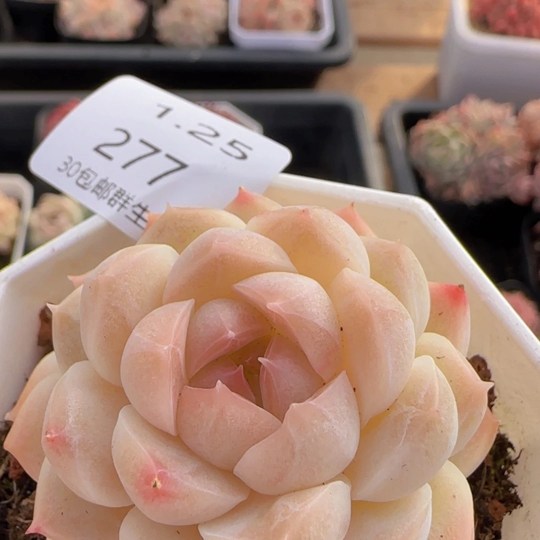 珍妮单头一颗脱土发货