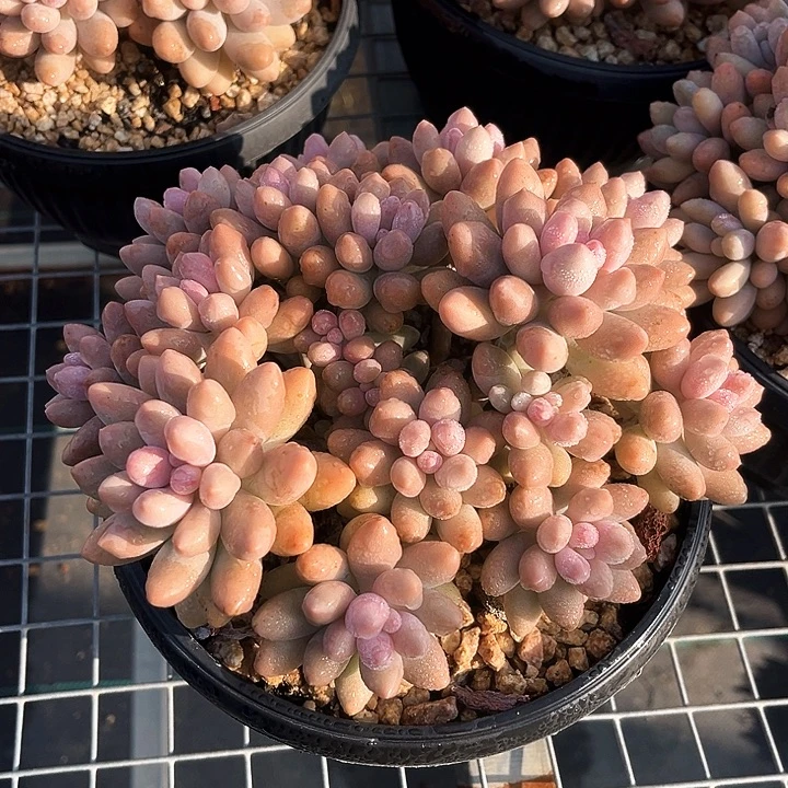 一个人的时候偷偷看你的