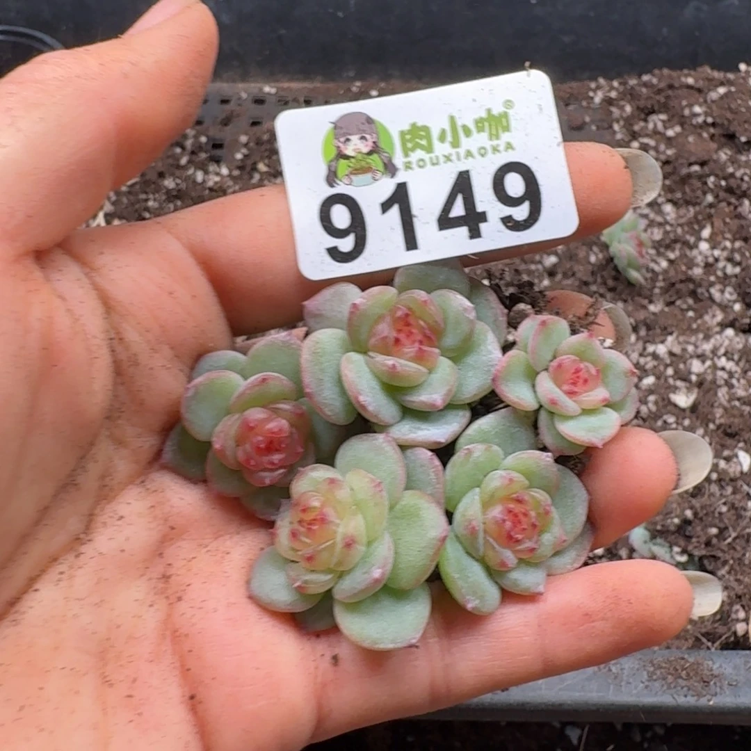 多肉植物多肉植物