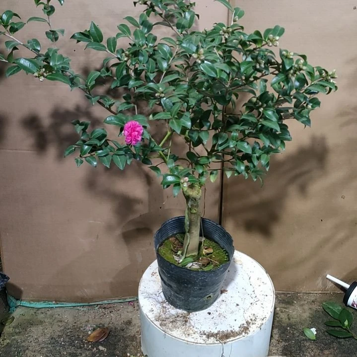 723财神，原盆原土发货，不包邮