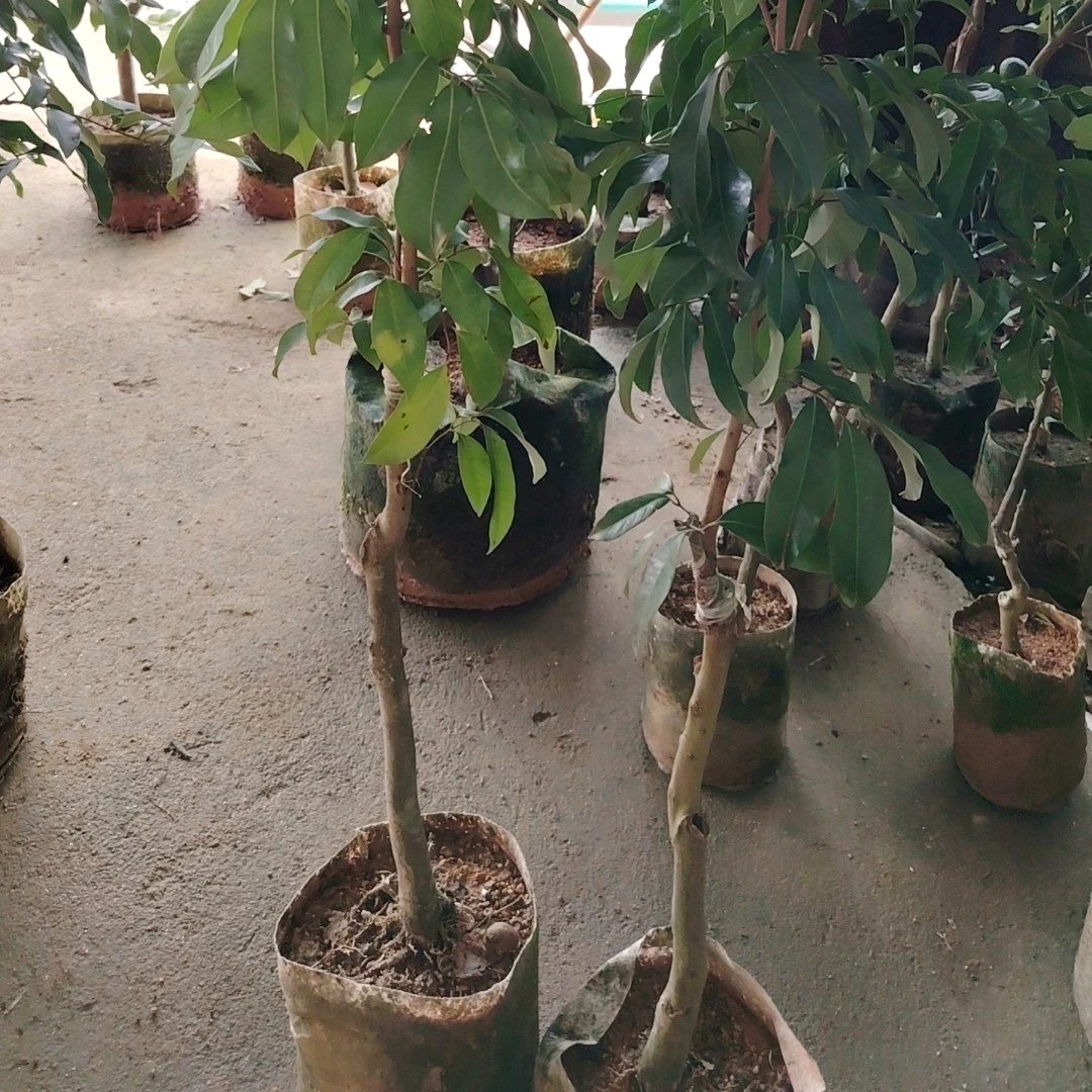 嫁接荔枝树苗桂味无核冰荔仙进奉南北方种植果树苗盆栽