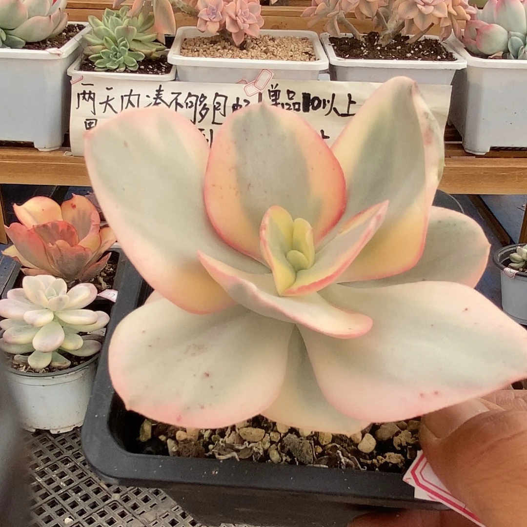 1724 白娘子覆轮锦