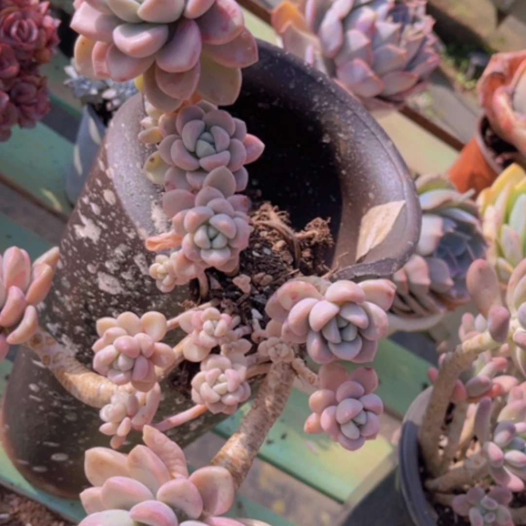 【闪购商品】花斑鹿02219