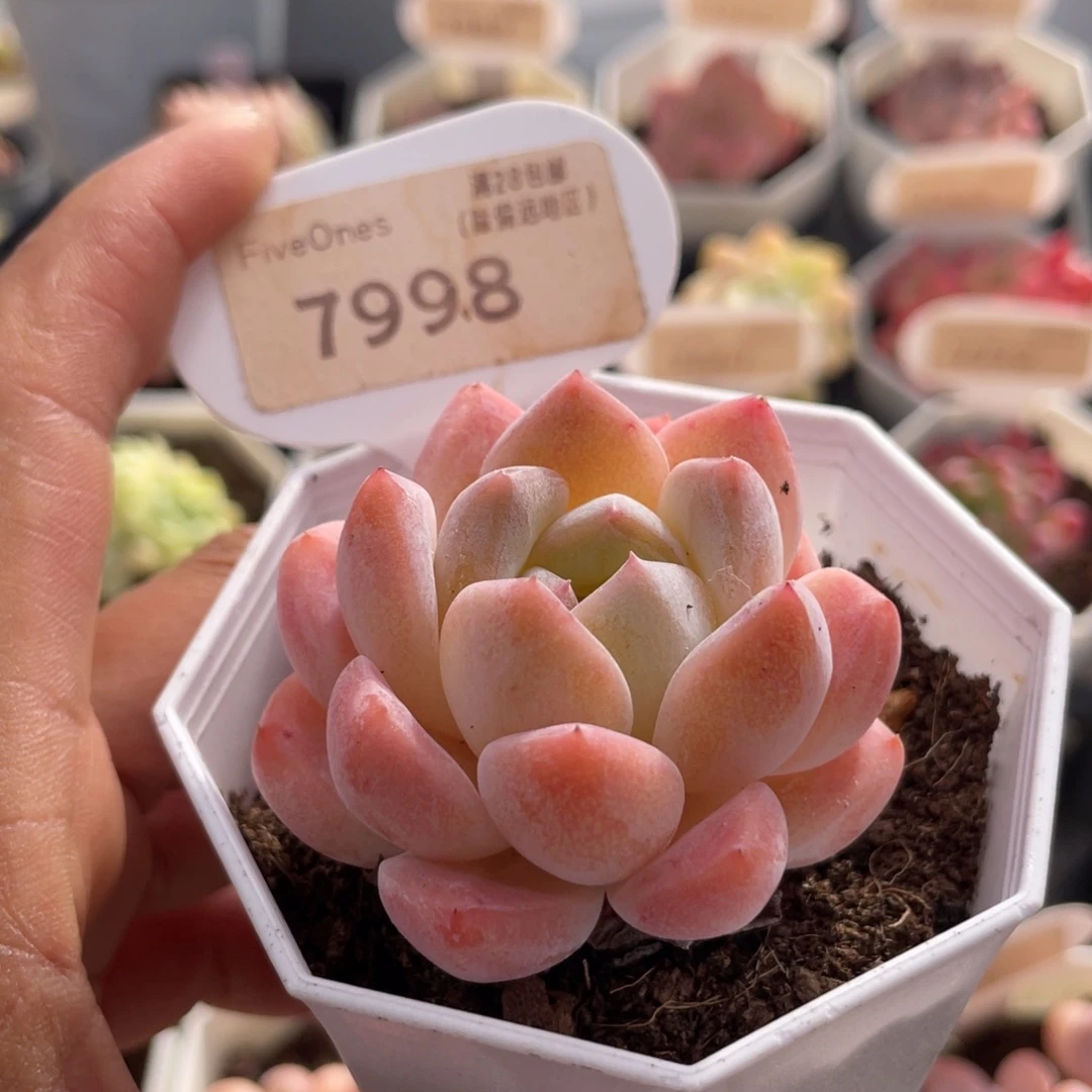 和田玉79985.0厘米