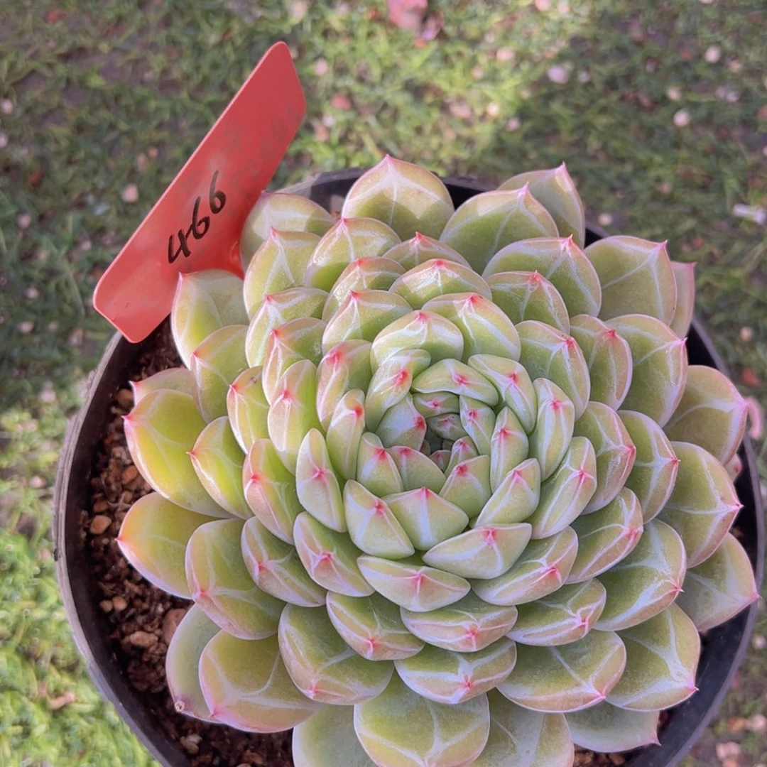 香玉的故事是一个人的故事吗笑