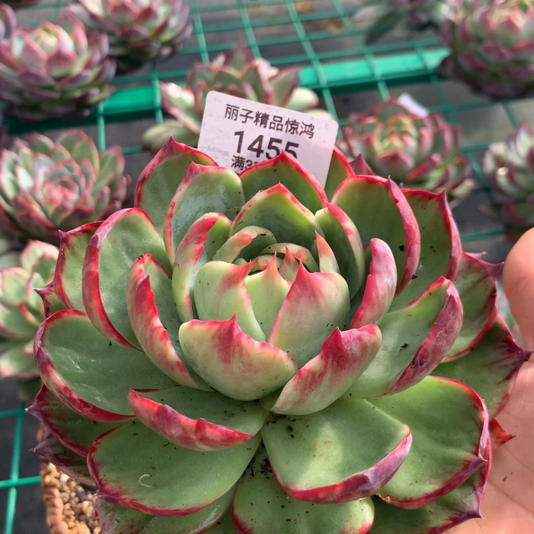 萱***儿1455号多肉植物惊鸿，14