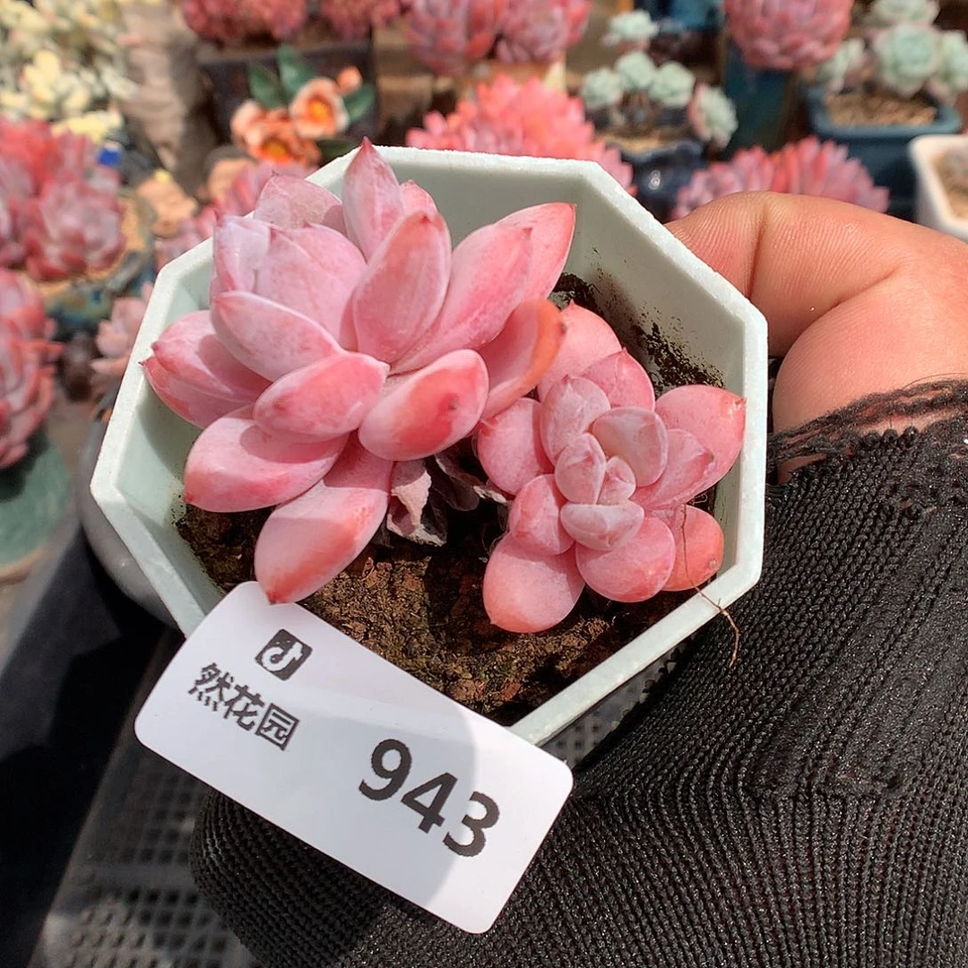 943星星橙多肉植物666