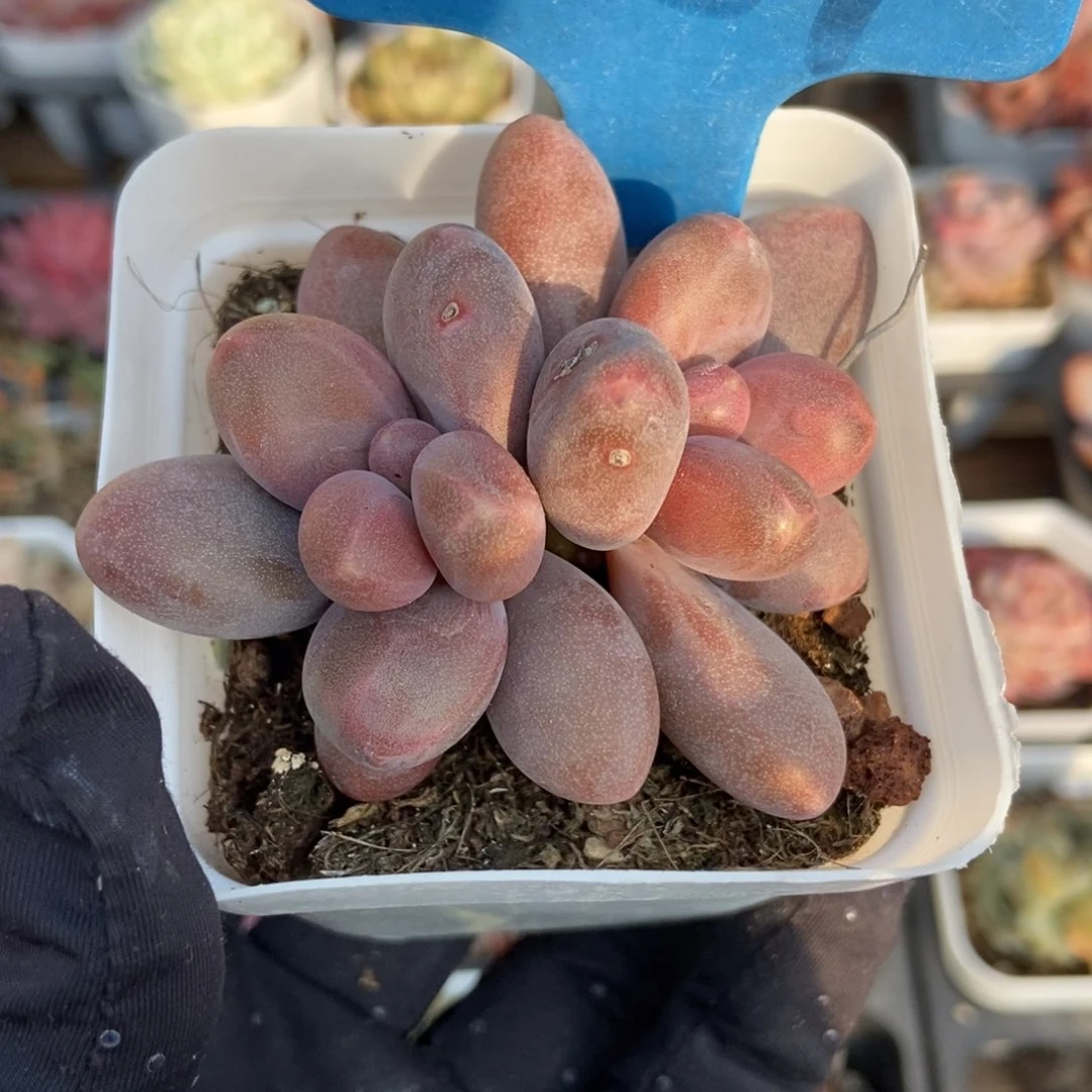 6159糖果美人多肉植物