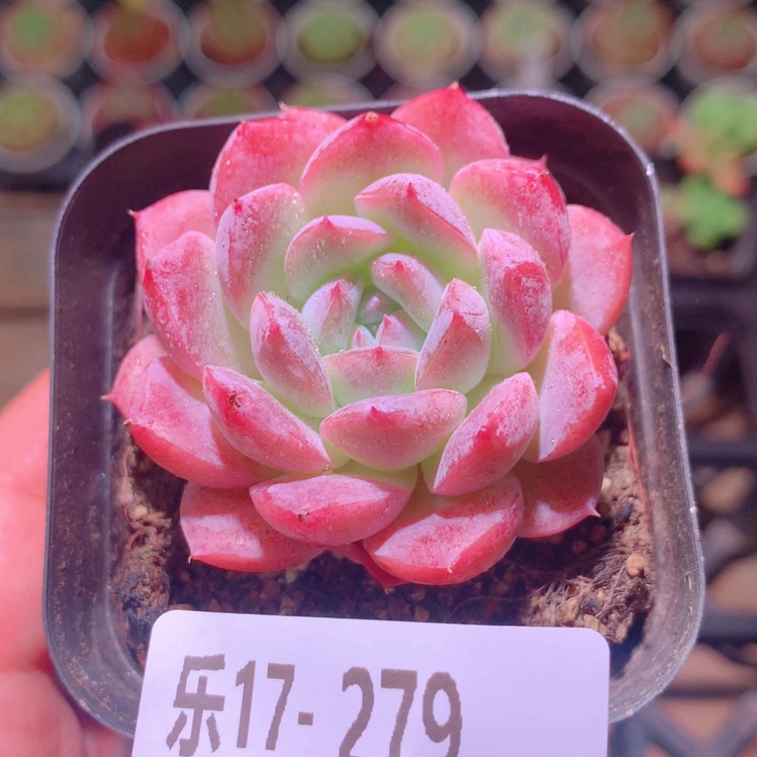 乐然17-279 新品单头