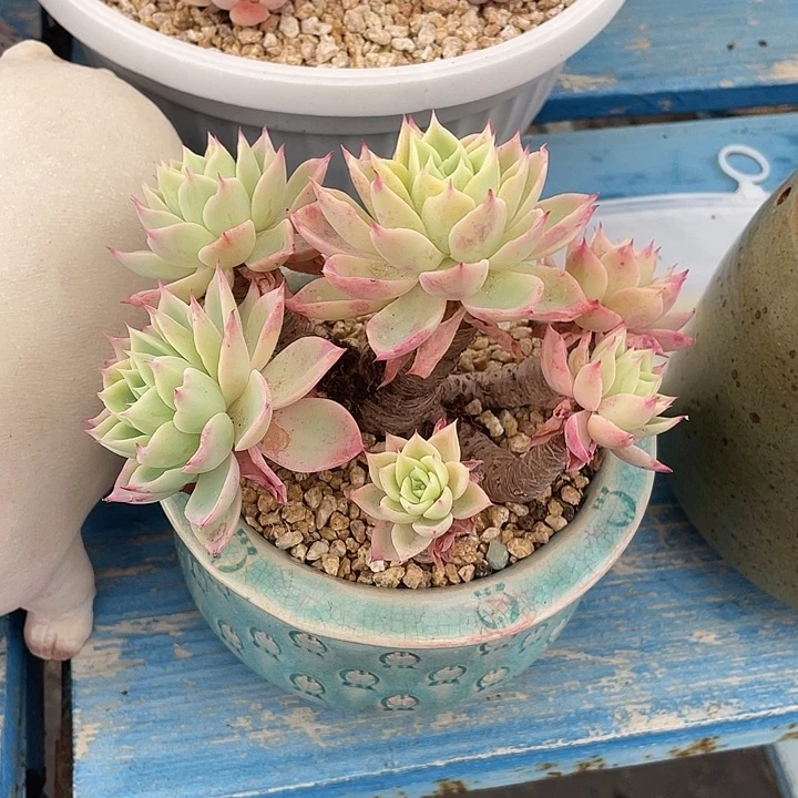 154 多肉不带盆土满20包邮发货