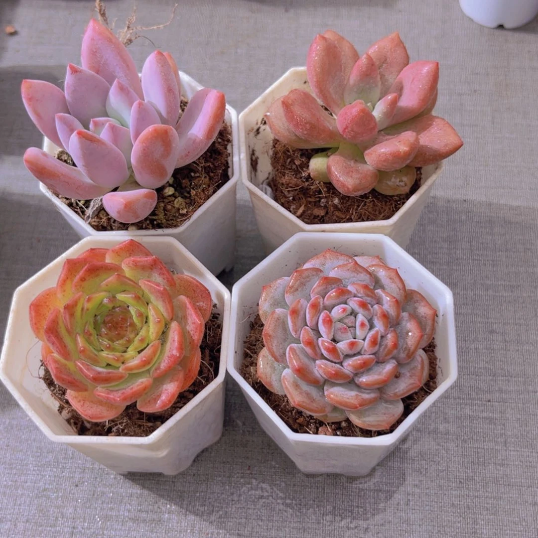 奥普。桃花源。粉恋。星星橙