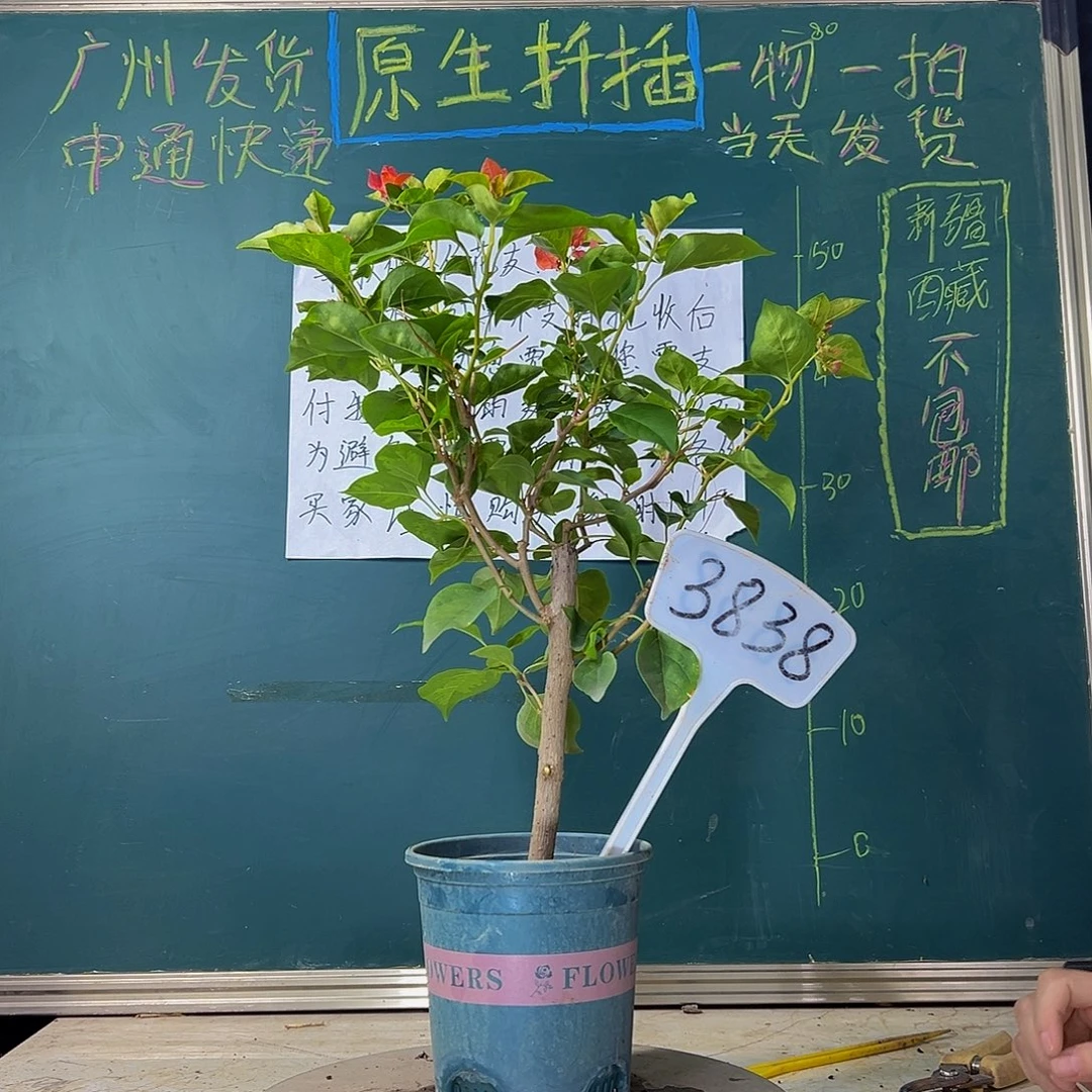 当前无花栽培后可以开花 粗杆  暗斑夕阳红  3838