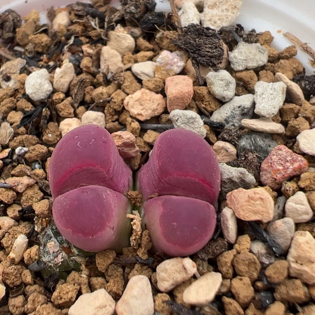 62多肉植物百科知识