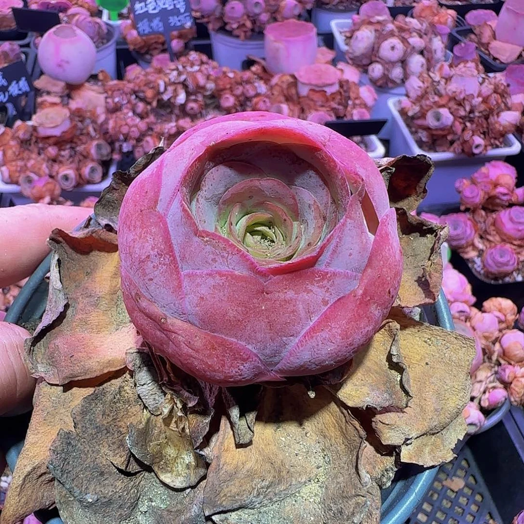 后叶奶糖 玻璃心慎拍非偏远包邮