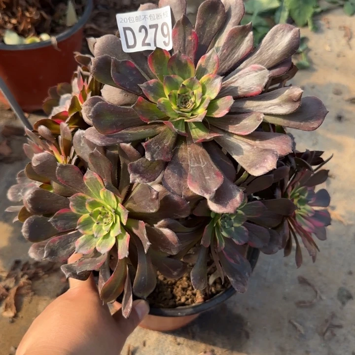 烟花……多肉植物……