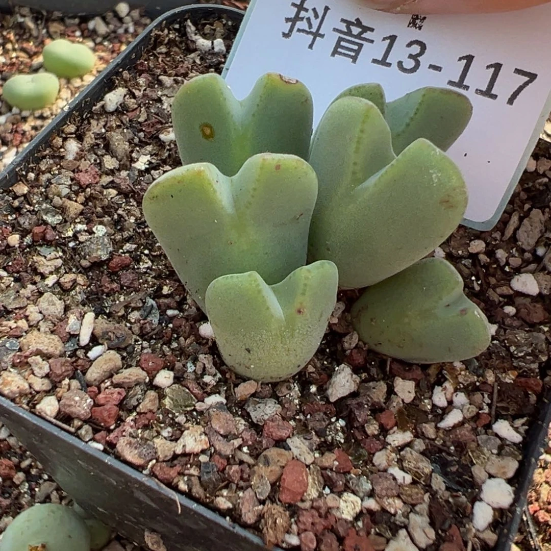 13-117毛将多肉植物