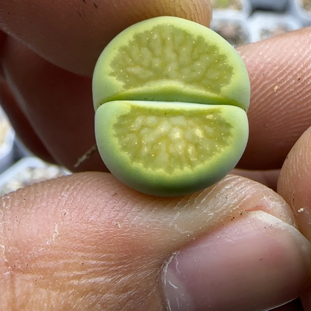 127 生石花大棚直播