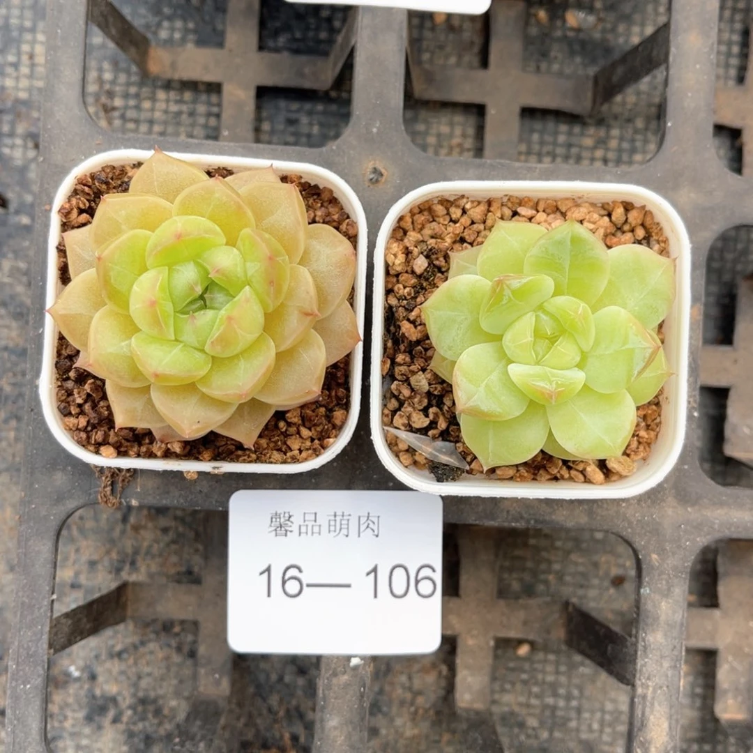 小白盆一物一拍16-106