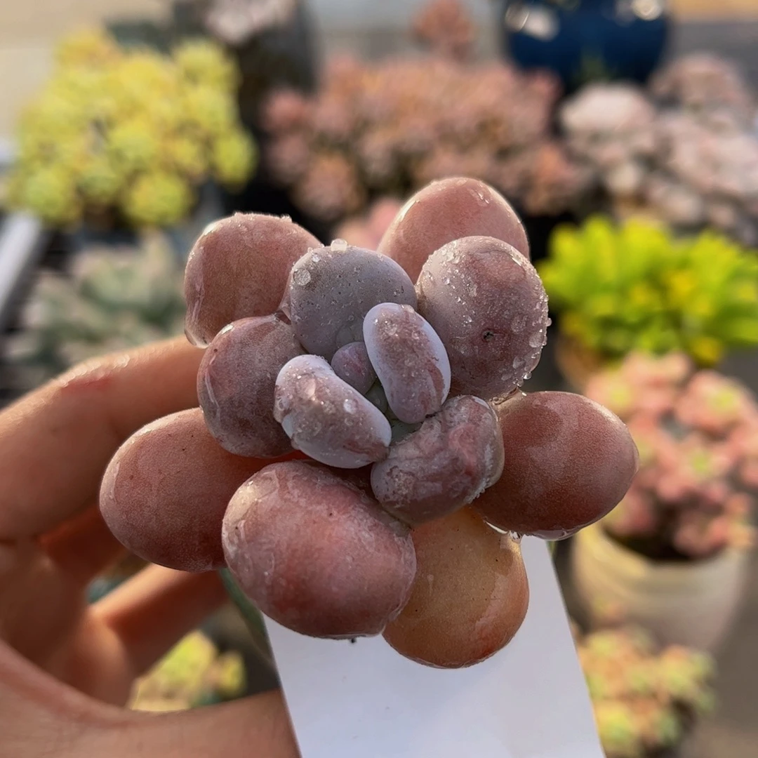 931-达摩奶多肉5cm