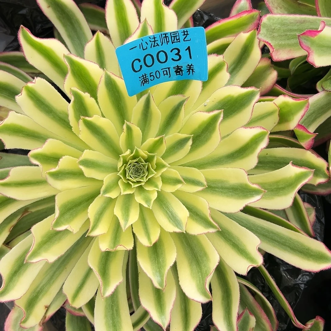 多肉植物0031绿体仙墨