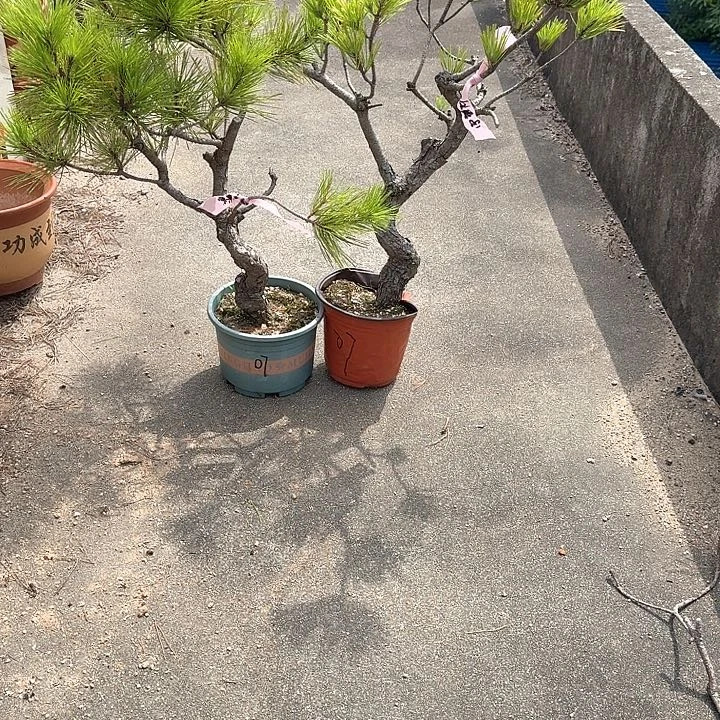 守***舞无花朵盆栽植物黑松盆景