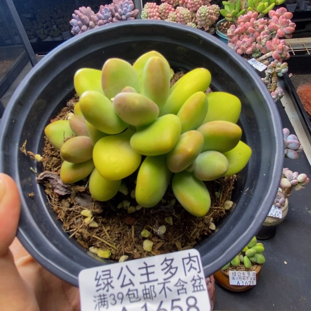 658芒果奶kk奶多肉7c m