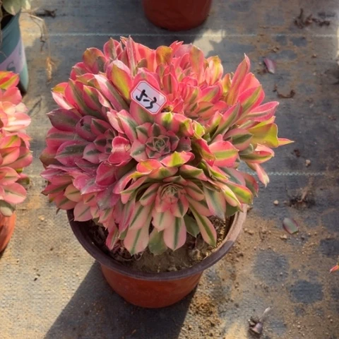 5-3香妃有砍处理不售后多肉