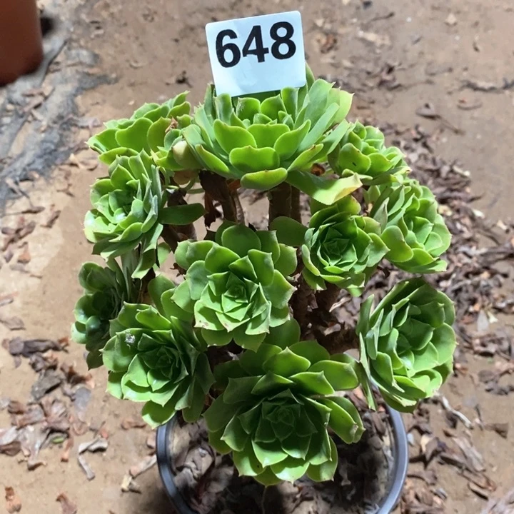 法师植物一物一拍648