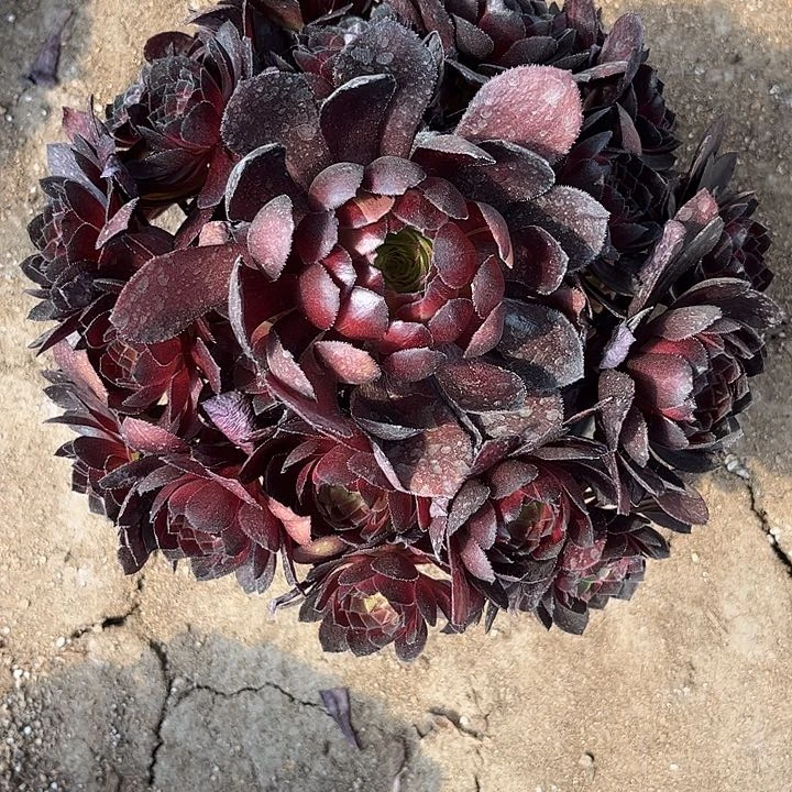 多肉植物黑寡妇锦色