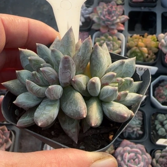 101炫彩星多肉植物多