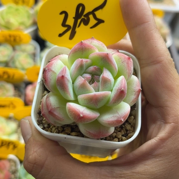 半价美心单头3905