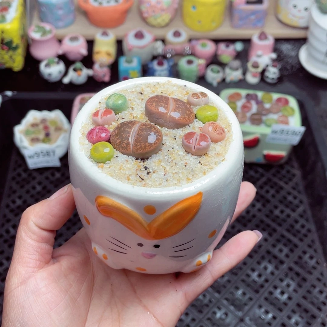 w9591 带盆土发货-零下地区拍保温箱