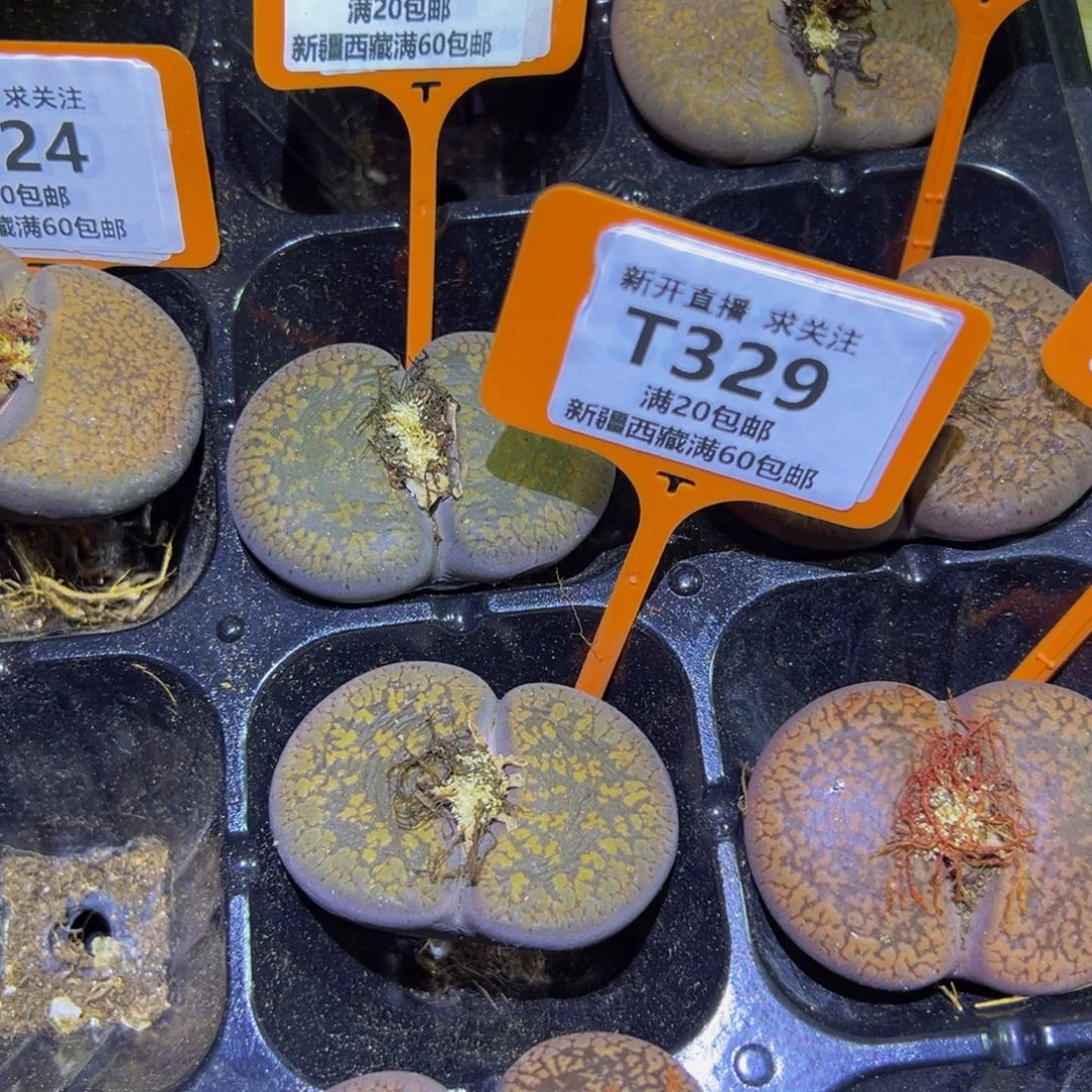 Y***首327.328 一物一拍，默认有伤，介意勿拍，不退不换