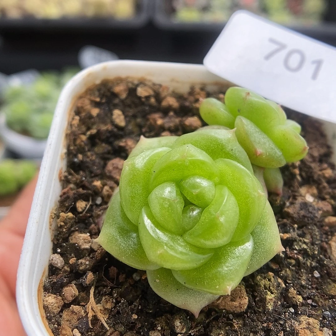 一物一拍一物一拍925-701