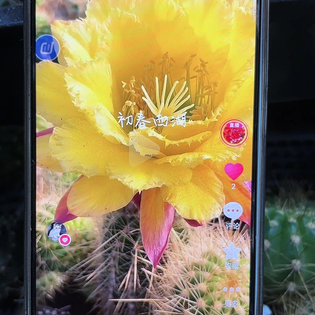 初春五公分左右毛无根侧牙52