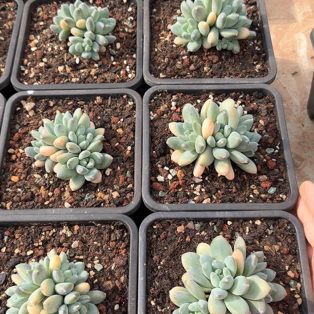 三色美人整无砍群生多肉