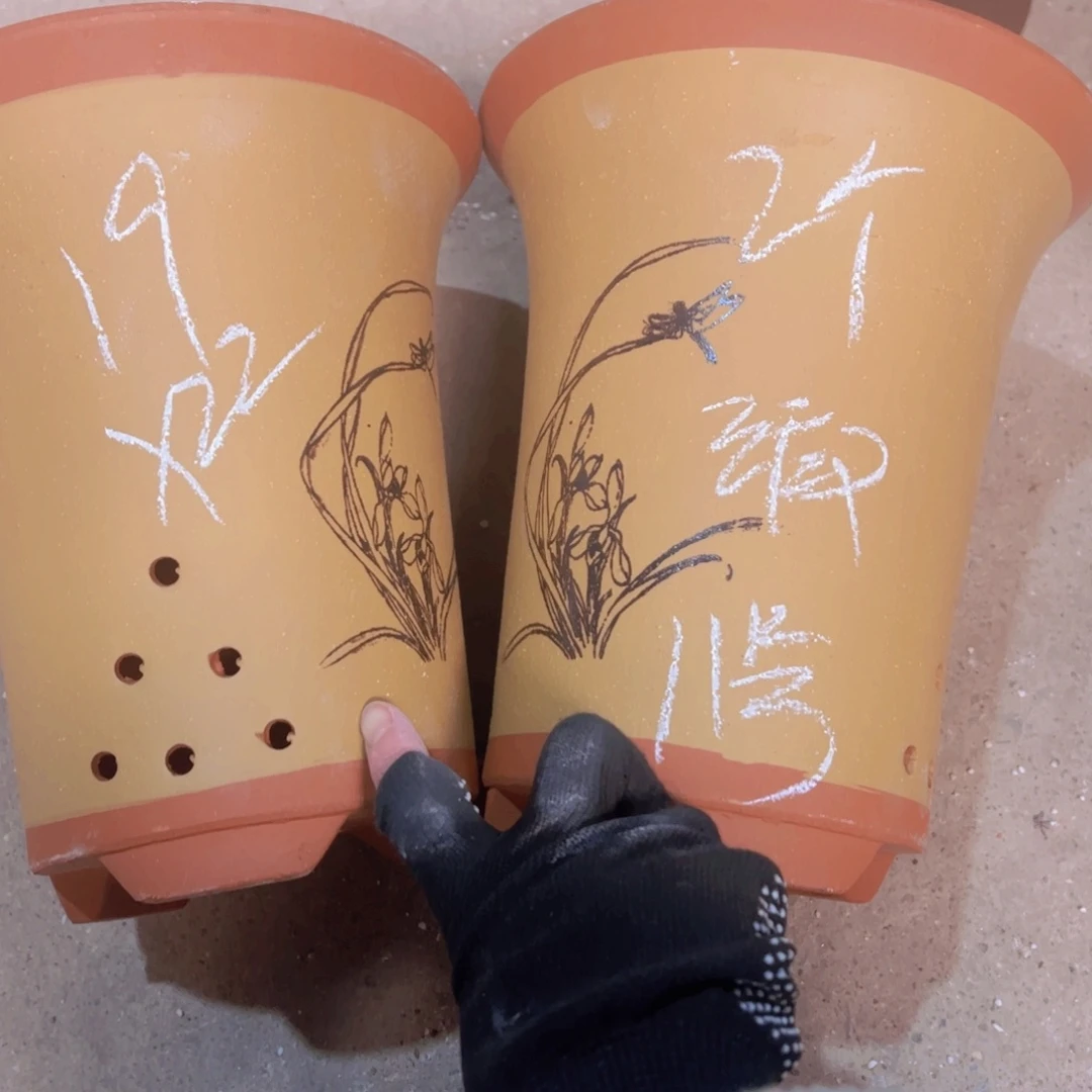 紫砂11号………………………………