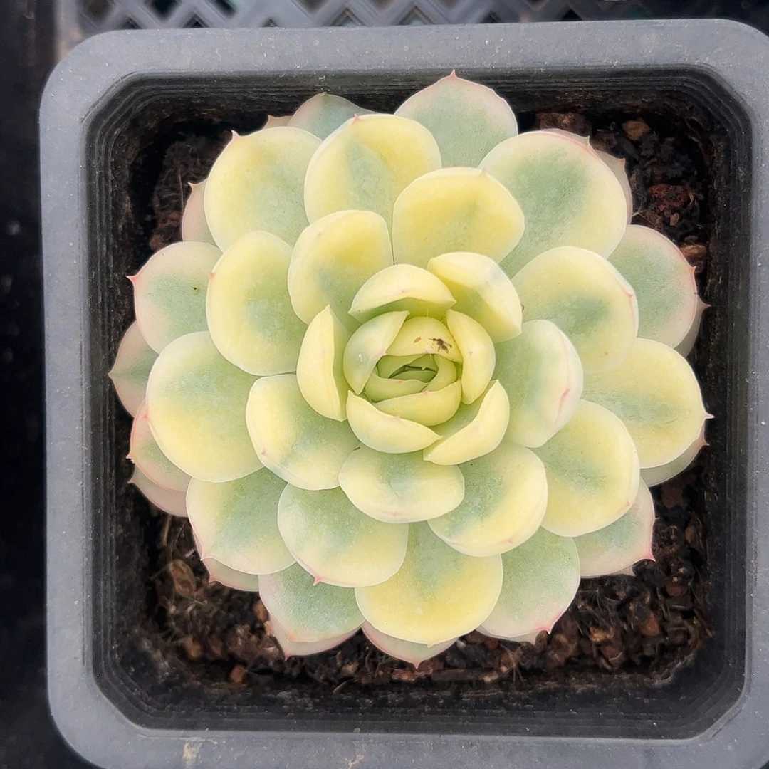 草莓冰锦 婕宝一物一拍