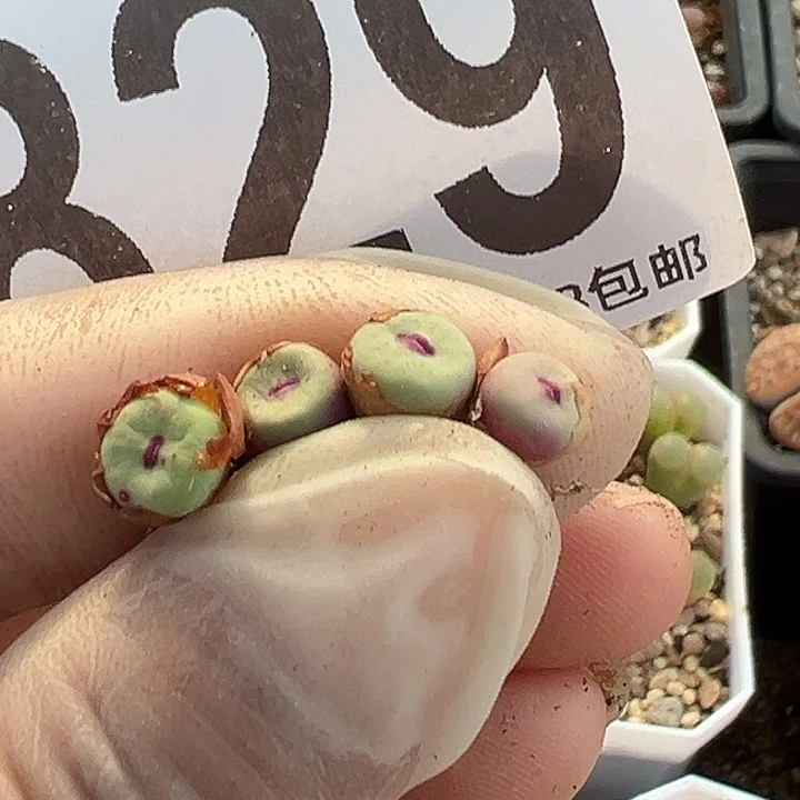 无花朵829号小红嘴4颗有颗有伤