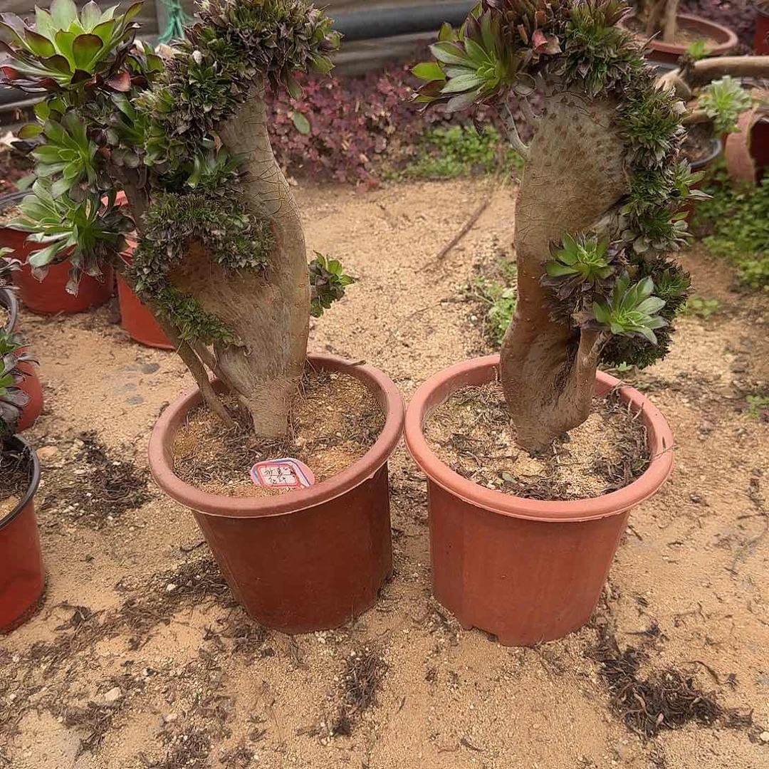 妙****黑法师有伤共2颗呀呀