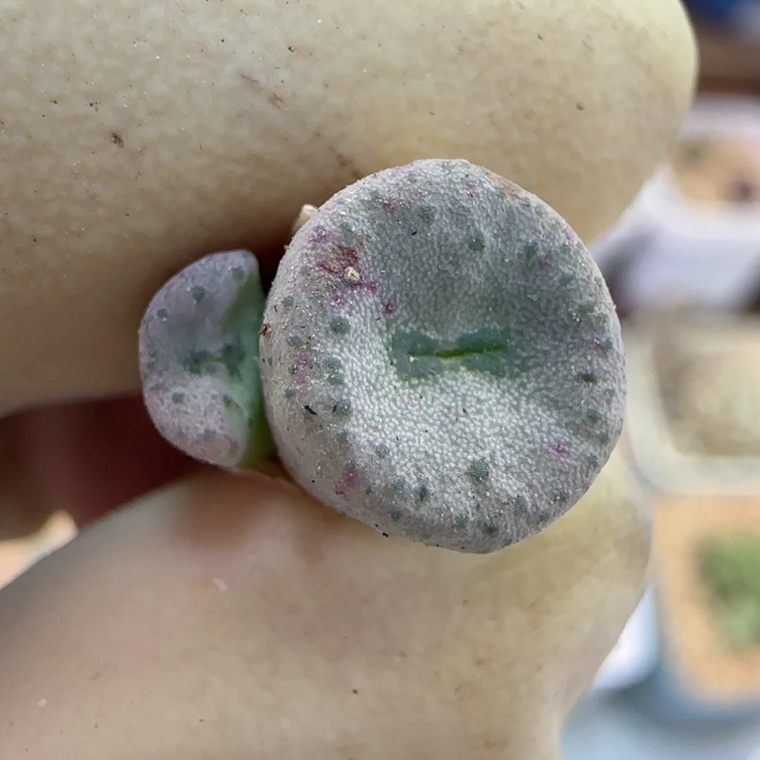 976金币杂交福利