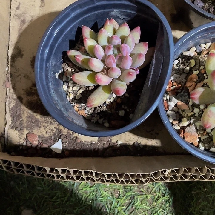 总****梦90盆虞美人带盆土发