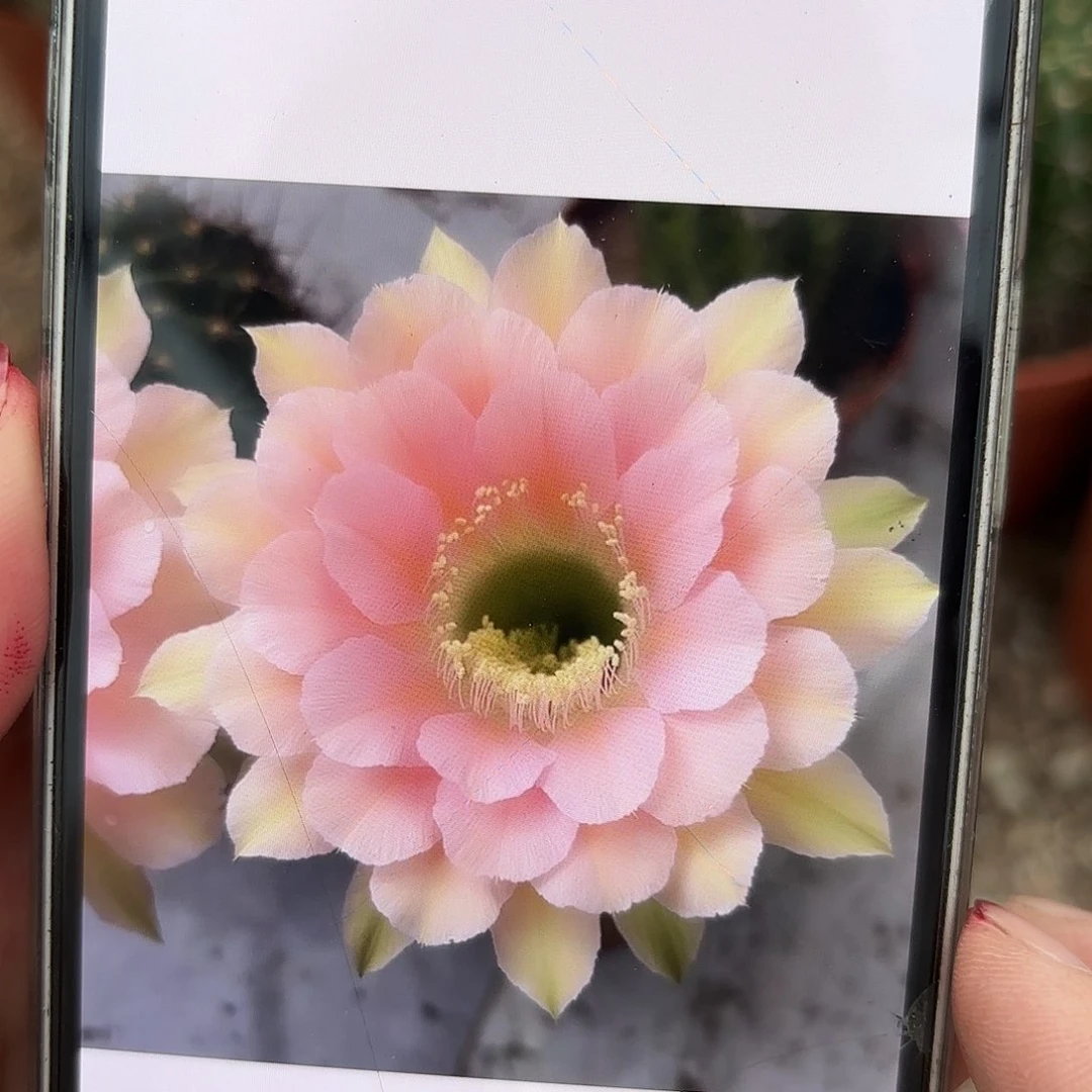 彩草美人鱼5.5-6公分左右