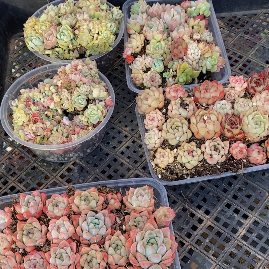 401多肉植物保护研究所所长