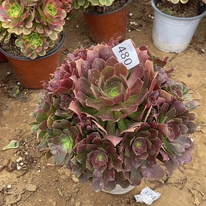 480柠檬玫瑰多肉