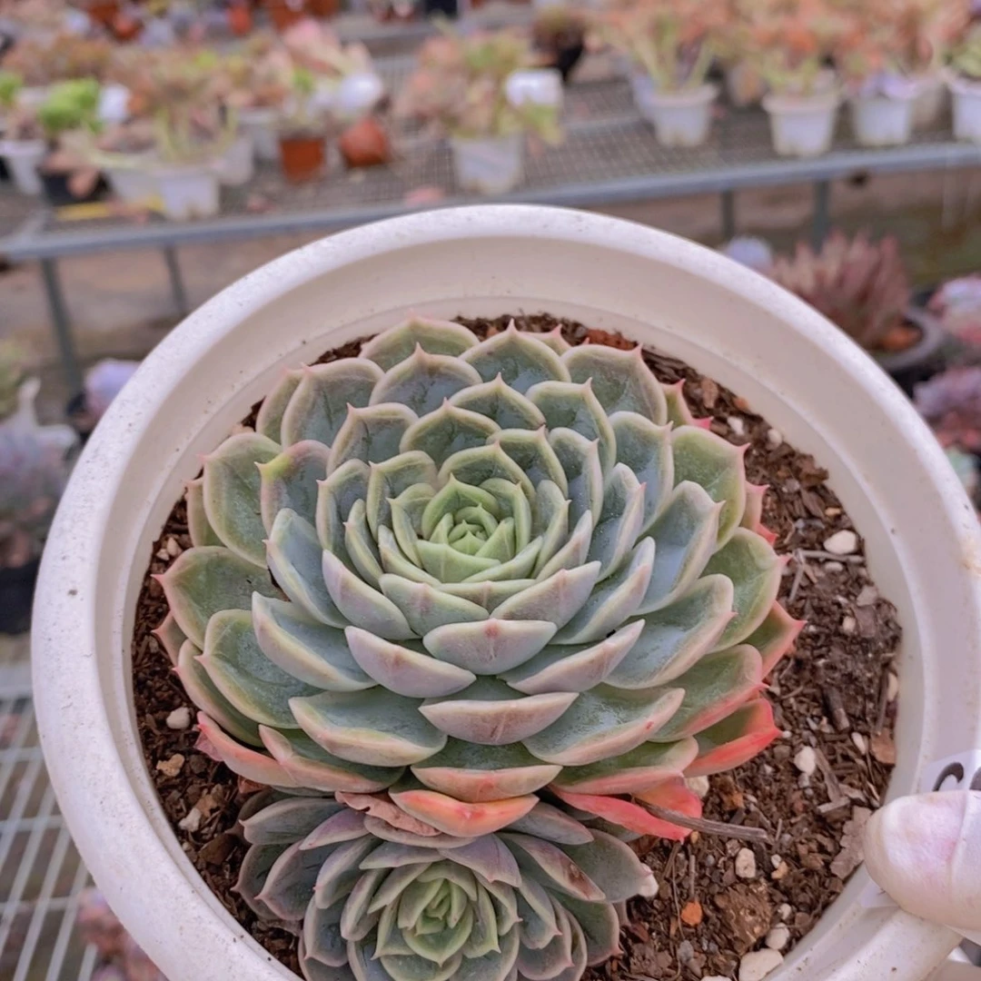 062昂斯诺一物一拍