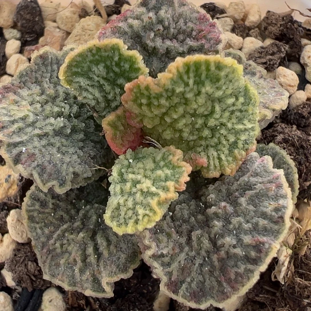 红玫瑰单头纯木质桩