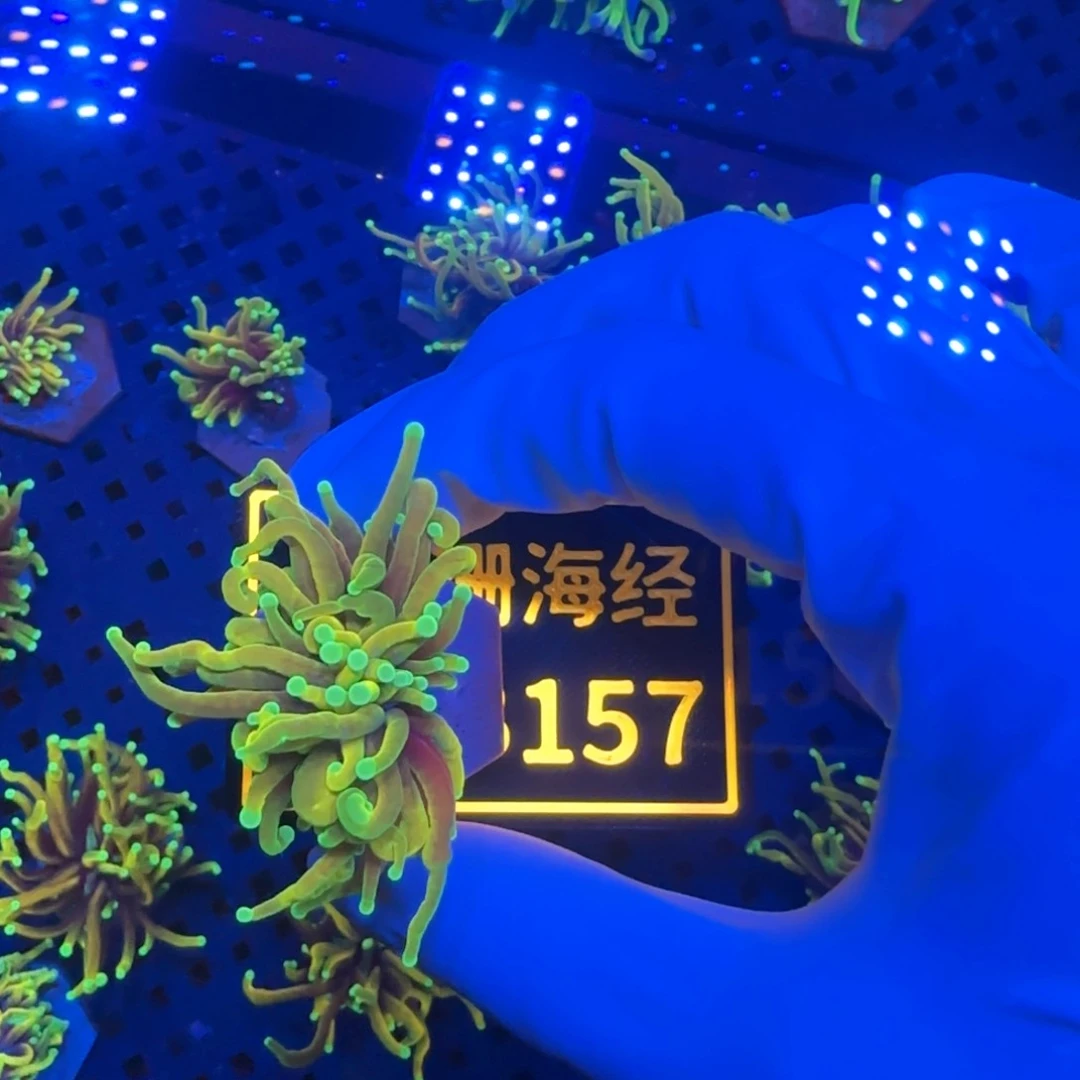 m***韩纽扣珊瑚又又不包邮龙魂金B157