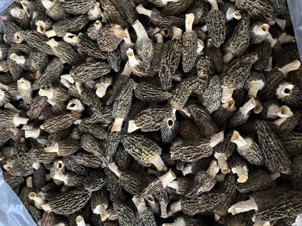 十成新头茬厚肉七妹羊肚菌0118