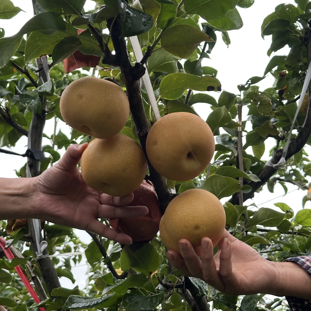 五河小溪山秋月梨香酥脆甜 精品梨新鲜上市了（江浙沪皖包邮）
